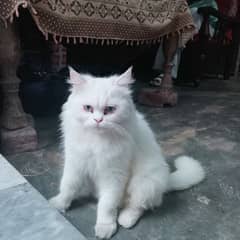 Turkish Angora female cat for sale 8000