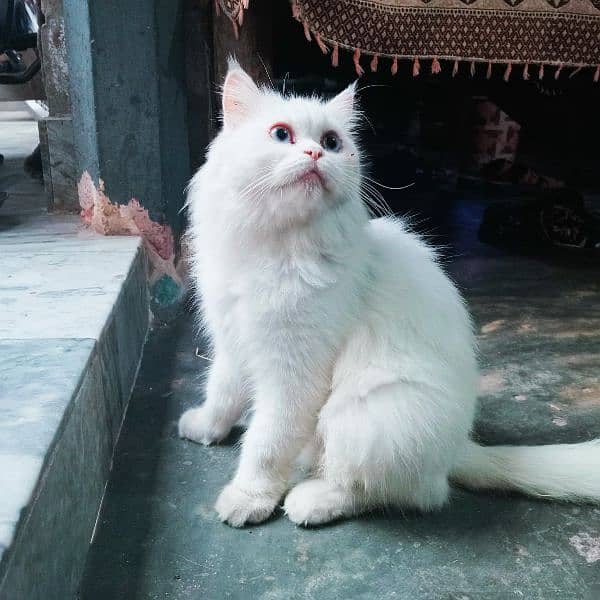 Turkish Angora female cat for sale 8000 1