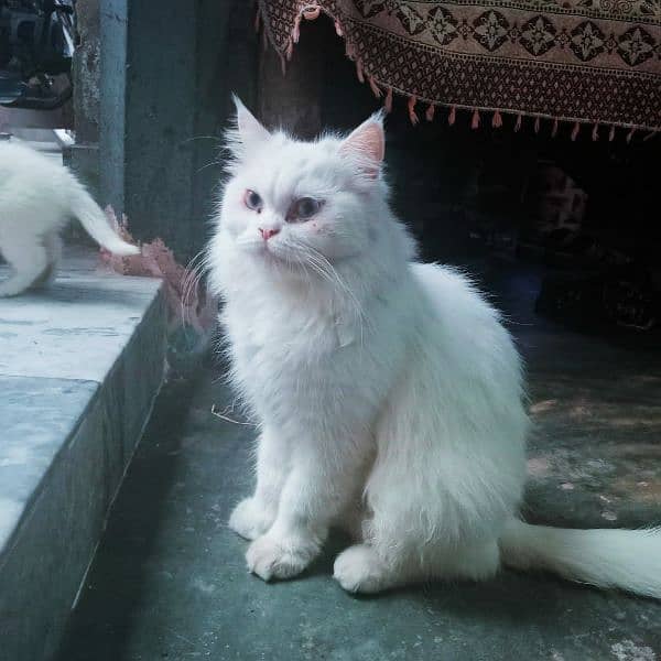 Turkish Angora female cat for sale 8000 2