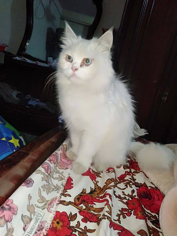 Turkish Angora female cat for sale 8000 3