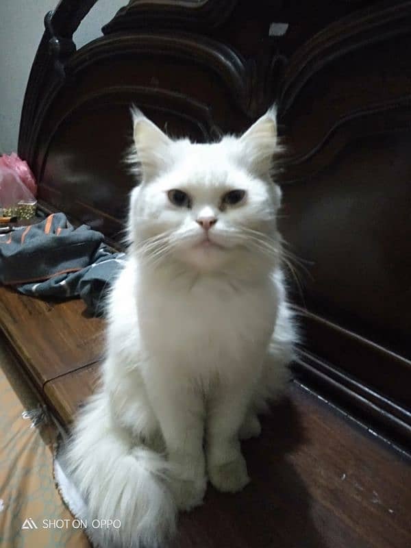 Turkish Angora female cat for sale 8000 4