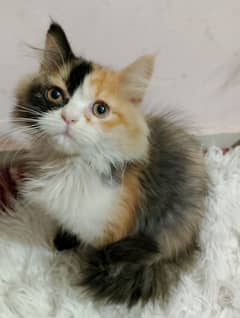 TRIPLE COATED CALICO PERSIAN MALE KITTEN