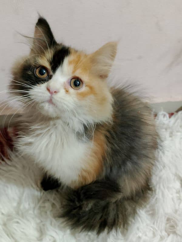 TRIPLE COATED CALICO PERSIAN MALE KITTEN 0