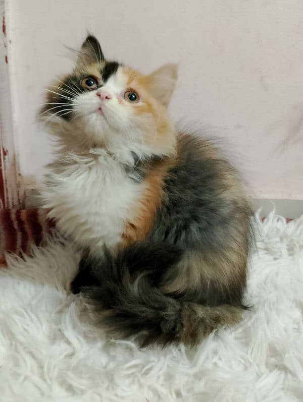 TRIPLE COATED CALICO PERSIAN MALE KITTEN 1