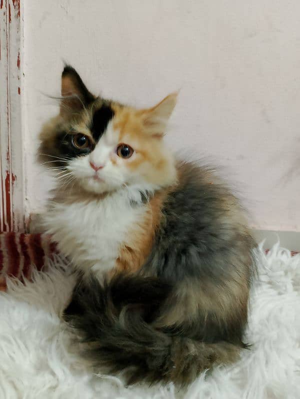 TRIPLE COATED CALICO PERSIAN MALE KITTEN 2