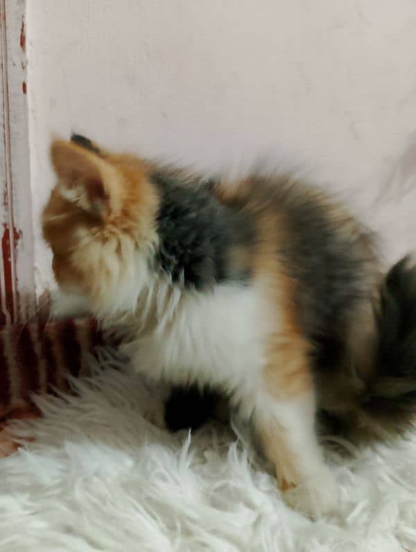 TRIPLE COATED CALICO PERSIAN MALE KITTEN 3