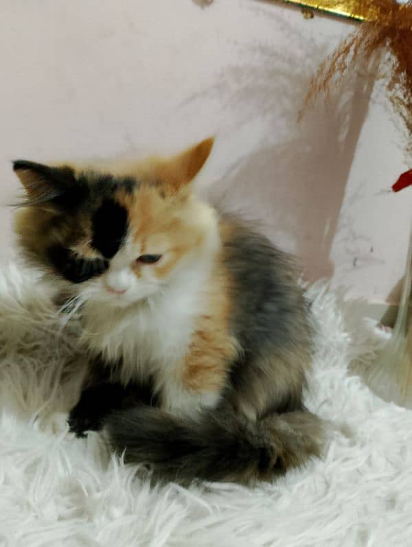 TRIPLE COATED CALICO PERSIAN MALE KITTEN 4