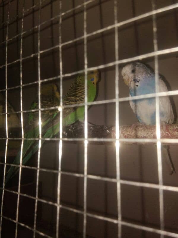 stalion parrots 2