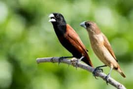 Tri Coloured Munia Finch (Chicks) (Patthey)