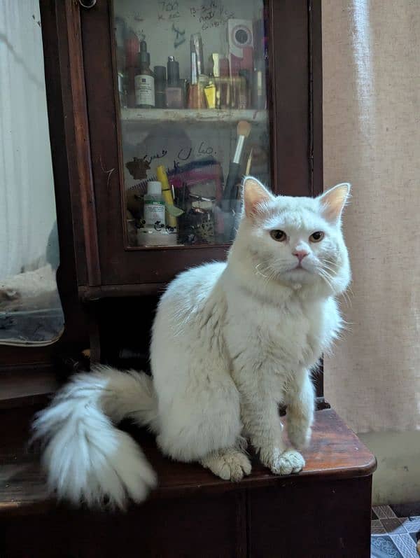 adult male Persian cat in white color for sale contact 03082391211 4