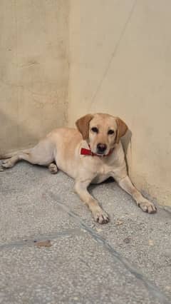 Female Labrador