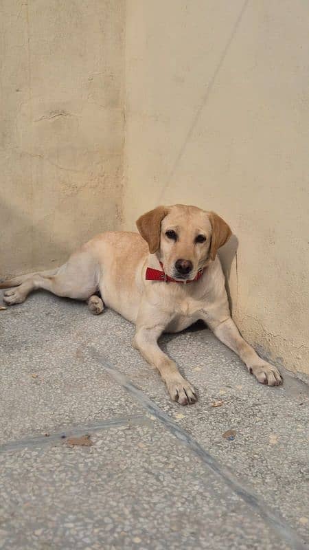 Female Labrador 0