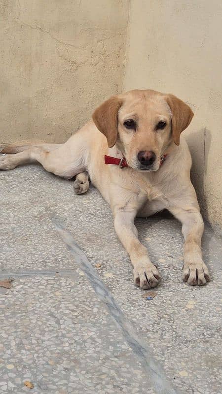 Female Labrador 1