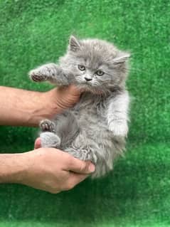 Persian male grey triple coated kitten for sale(03035935312)