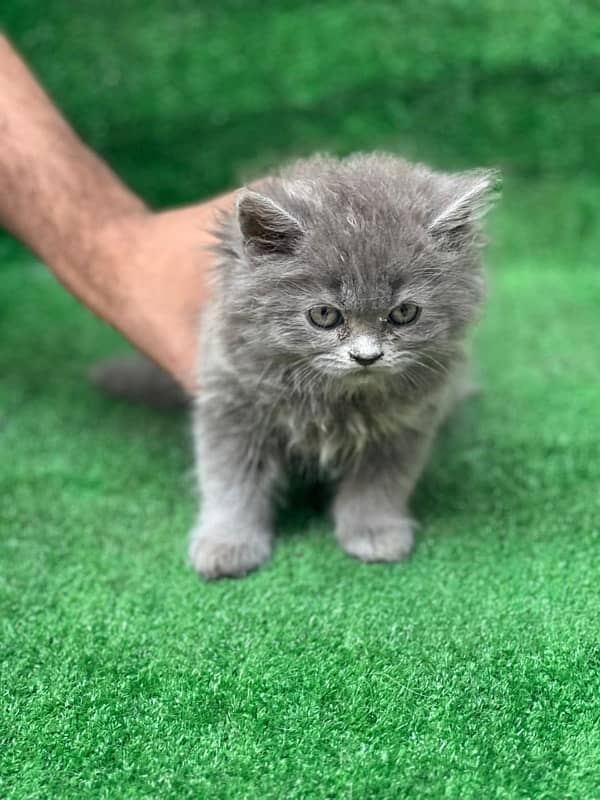 Persian male grey triple coated kitten for sale(03035935312) 1