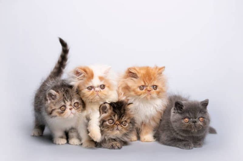 Persian cat kids available in different colours DM for vedios 0