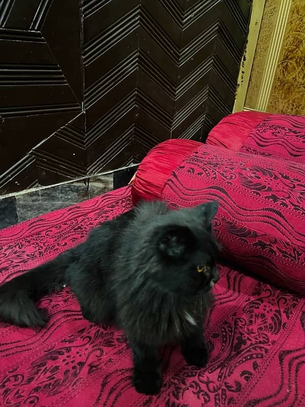 black persian cat 2