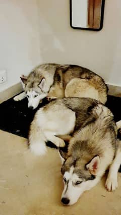 2 year old Siberian huskies