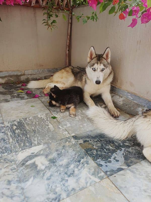 2 year old Siberian huskies 1