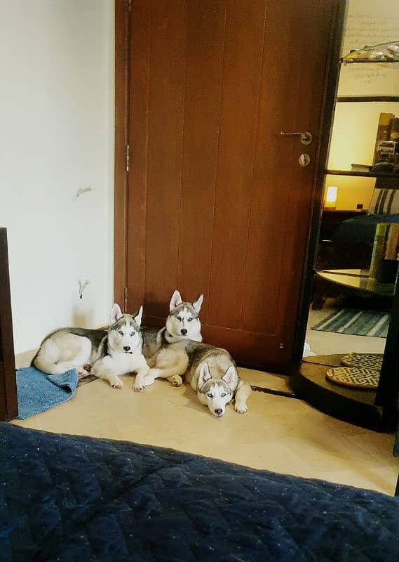 2 year old Siberian huskies 2