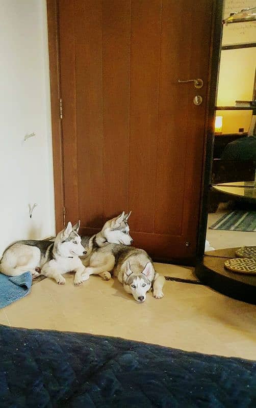 2 year old Siberian huskies 3