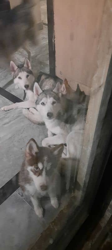 2 year old Siberian huskies 4