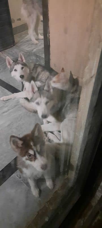 2 year old Siberian huskies 5