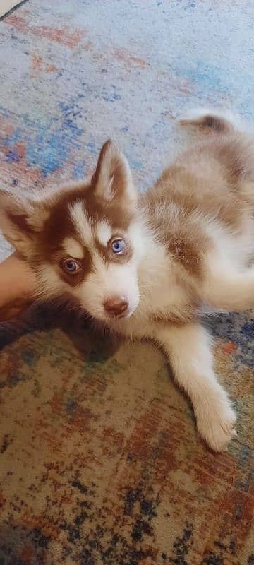 2 year old Siberian huskies 7