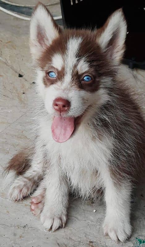 2 year old Siberian huskies 9