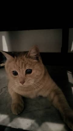 British shorthair cat in beige color