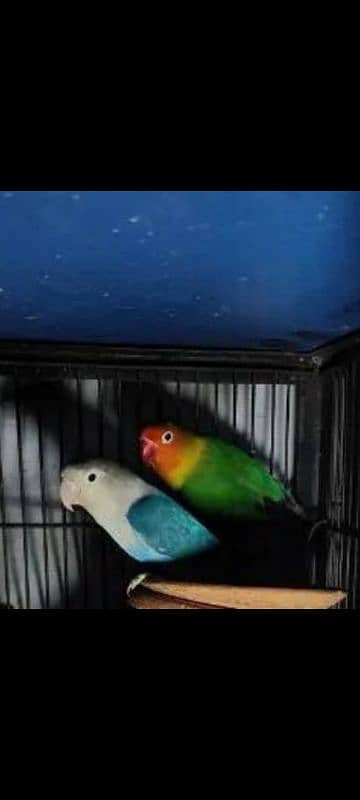 Healthy & active pair,s for sale 1