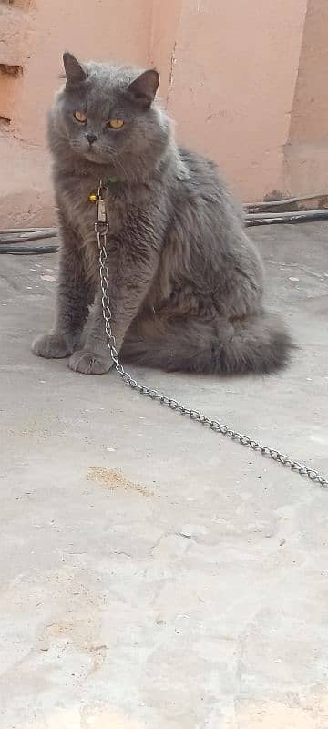 1 year age male cat whats up no 03007342474 0