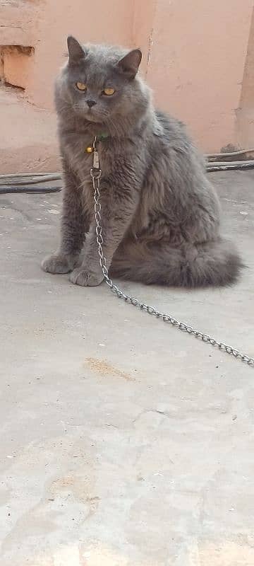 1 year age male cat whats up no 03007342474 3