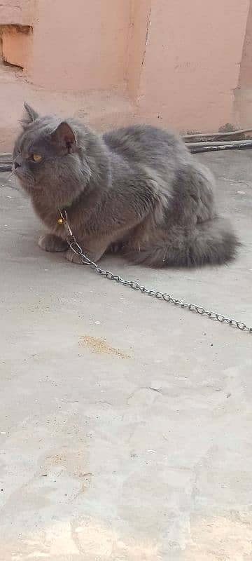 1 year age male cat whats up no 03007342474 4