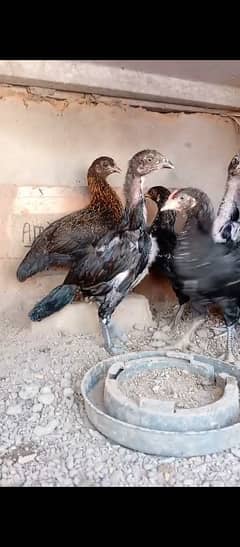 lasani chicks / aseel chicks / aseel desi cross chicks/ chicks