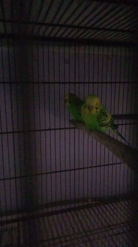 budgies 0