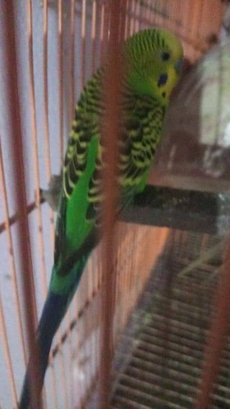 budgies 1