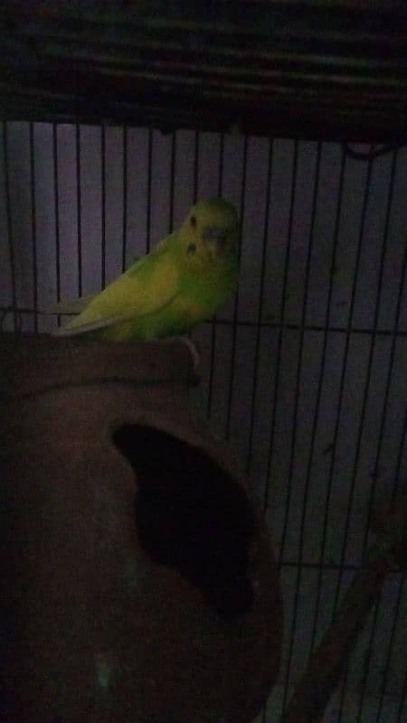 budgies 2