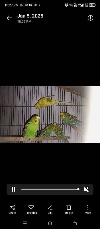 budgies 3