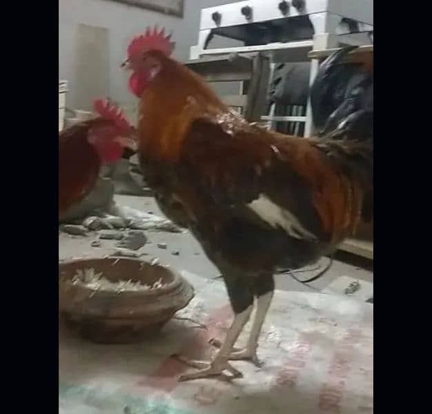 dasi hen for sale 0