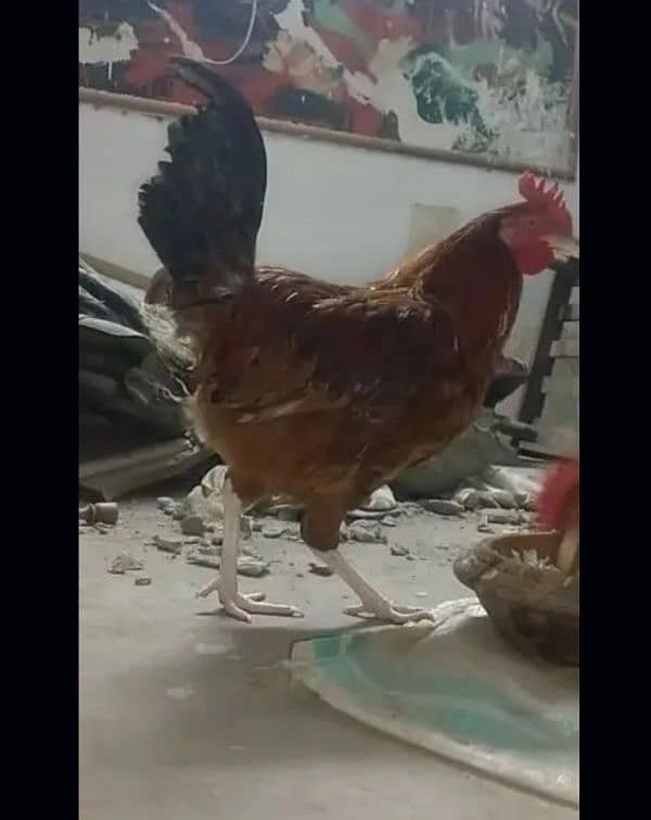 dasi hen for sale 1