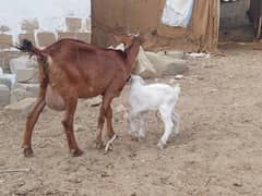 Bakri and bachha