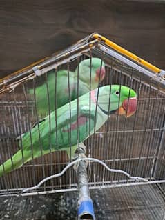 raw parrot pair sale