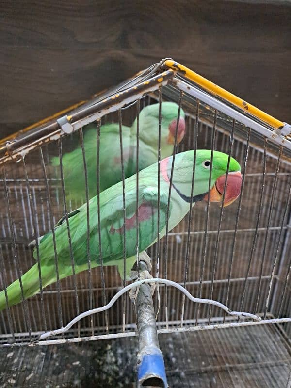 raw parrot pair sale 0