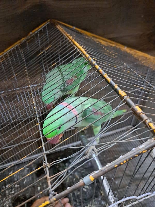 raw parrot pair sale 2