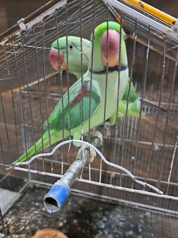 raw parrot pair sale 3