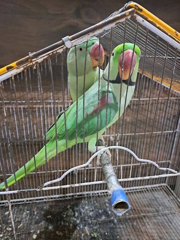 raw parrot pair sale 4