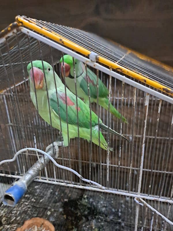 raw parrot pair sale 5