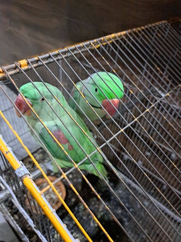 raw parrot pair sale 6