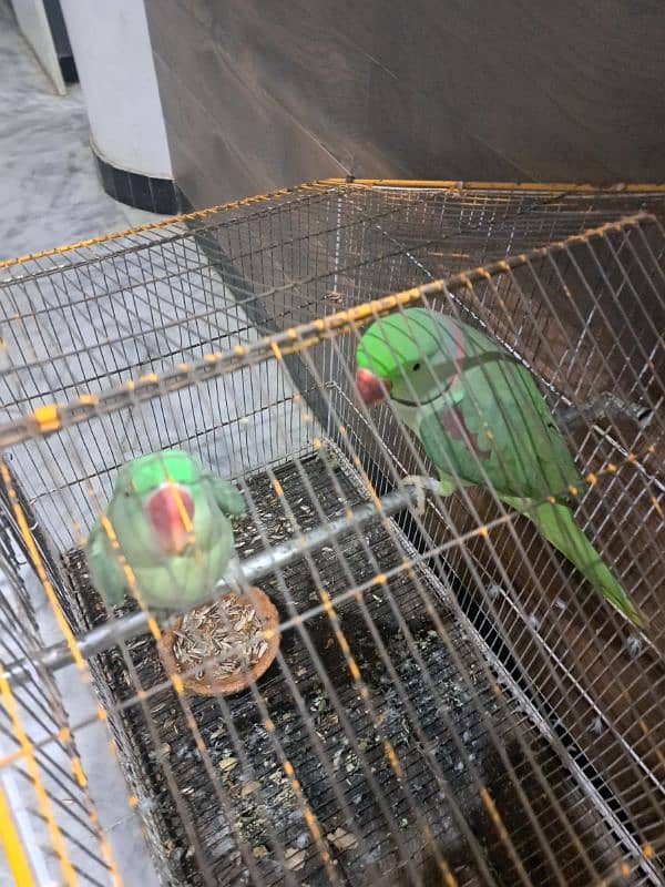 raw parrot pair sale 7